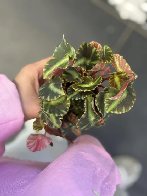 Begonia cleopatra