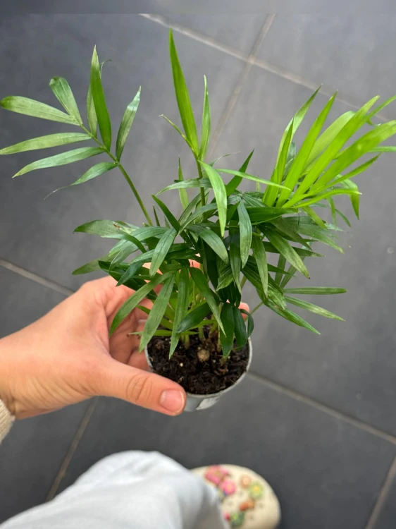 palma chamedora | chamaedorea elegans