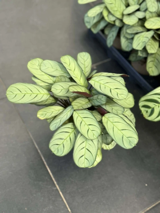 ctenanthe burle-marxii amagris DØ11cm