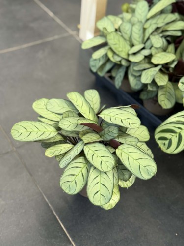 ctenanthe burle-marxii amagris DØ11cm