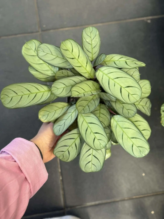 ctenanthe burle-marxii amagris DØ11cm