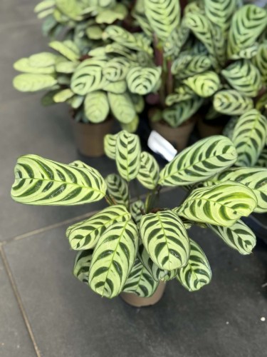 Ctenanthe  Ctenanthe Fishbone  Ctenanthe burle-marxii  (2).jpg