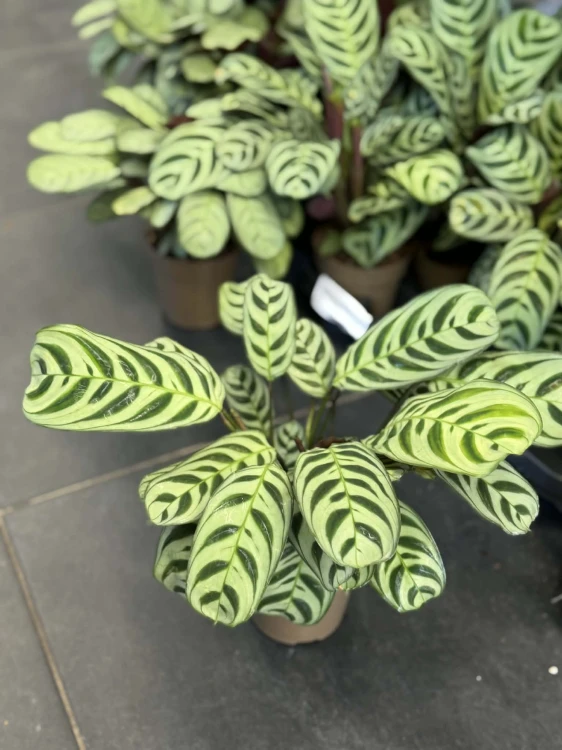 Ctenanthe  Ctenanthe Fishbone  Ctenanthe burle-marxii  (2).jpg