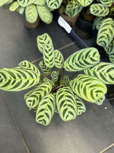 Ctenanthe  Ctenanthe Fishbone  Ctenanthe burle-marxii  (3).jpg