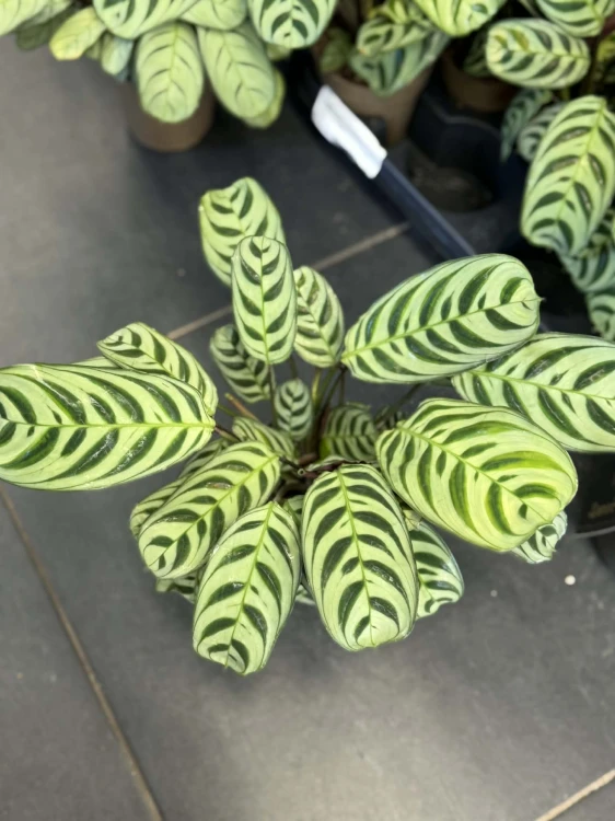 Ctenanthe  Ctenanthe Fishbone  Ctenanthe burle-marxii  (3).jpg