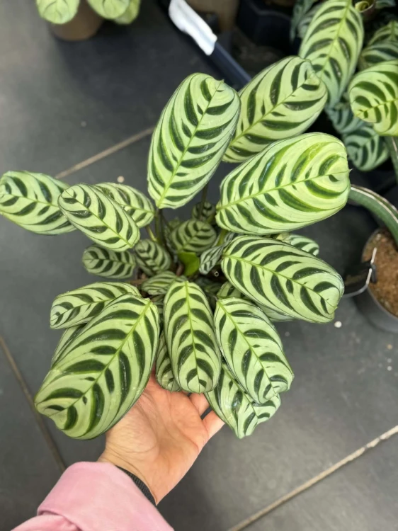 Ctenanthe  Ctenanthe Fishbone  Ctenanthe burle-marxii  (1).jpg