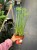 Cyperus haspan papirus (2).jpg