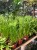 Cyperus haspan papirus (3).jpg