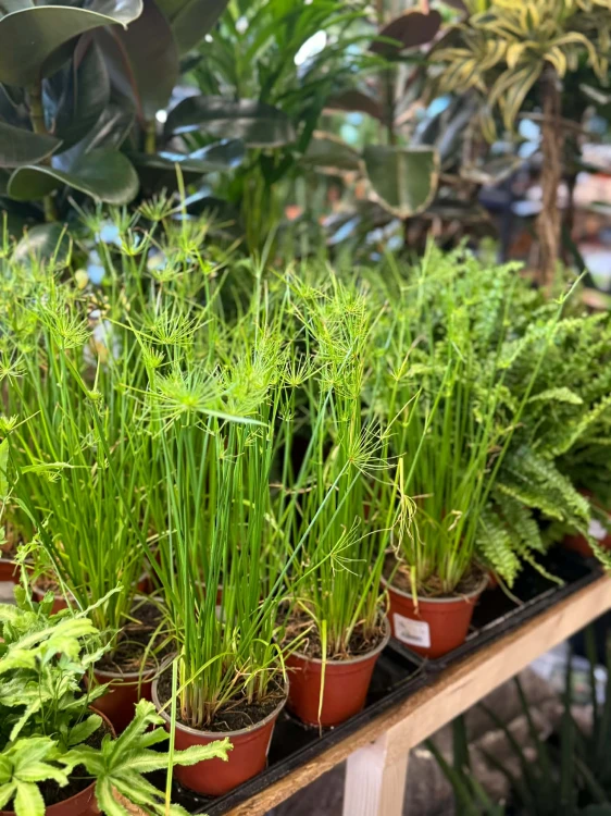 Cyperus haspan papirus (3).jpg