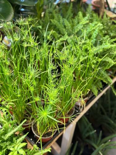 Cyperus haspan papirus (1).jpg