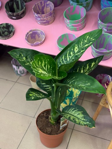 Difenbachia / Dieffenbachia Tropi