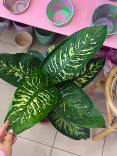 Difenbachia / Dieffenbachia Tropi
