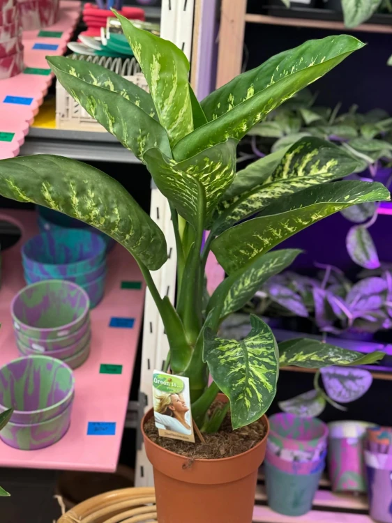 Difenbachia / Dieffenbachia Tropi