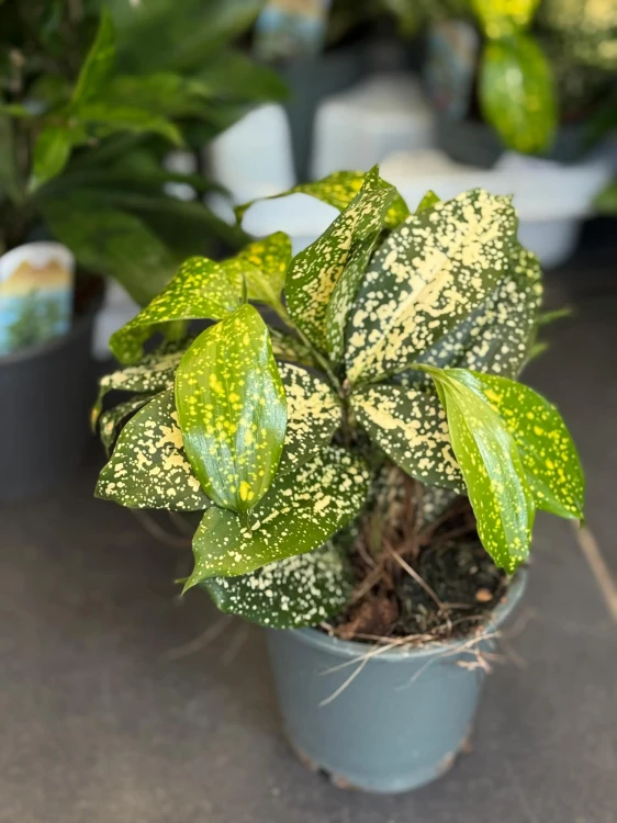 Dracena dracena godseffiana