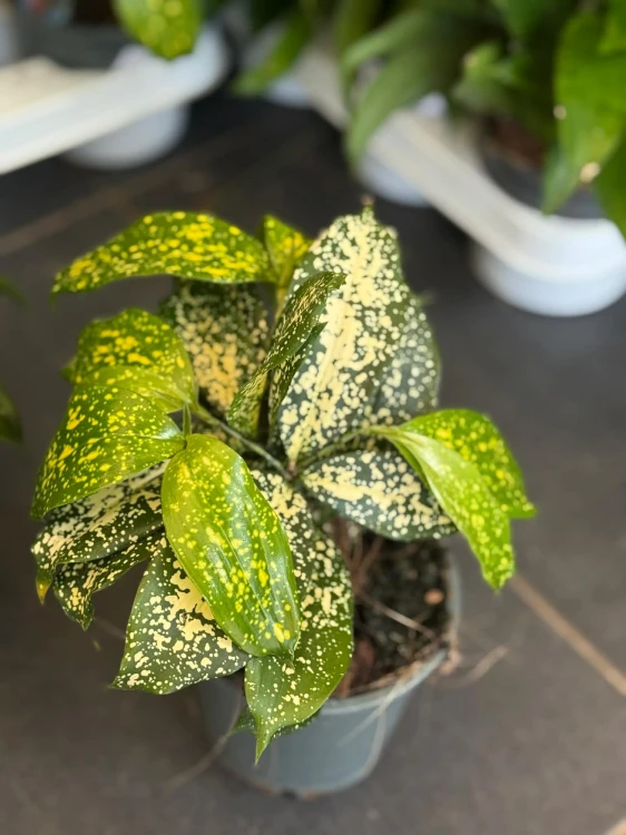 Dracena dracena godseffiana