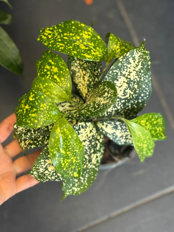 Dracena dracena godseffiana