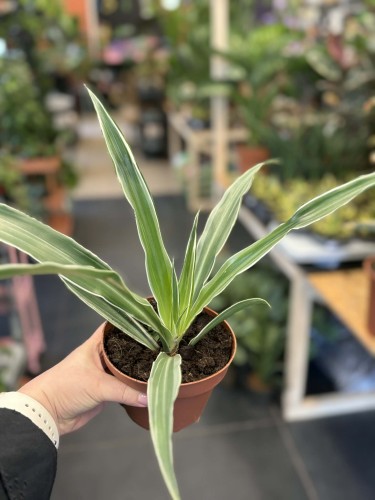 Dracena wonna  Dracaena Warneckei  (2).jpg