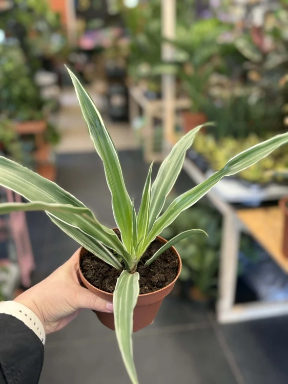 Dracena wonna  Dracaena Warneckei  (2).jpg