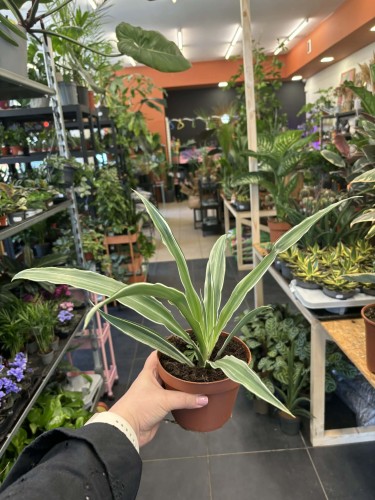 Dracena wonna  Dracaena Warneckei  (3).jpg