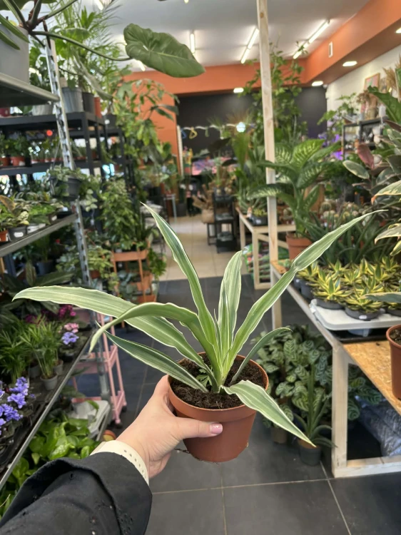 Dracena wonna  Dracaena Warneckei  (3).jpg