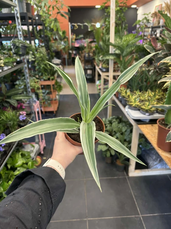 Dracena wonna  Dracaena Warneckei  (1).jpg