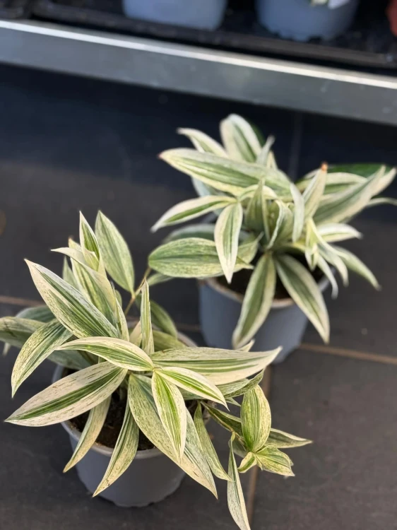 Dracena nakrapiana (2).jpg