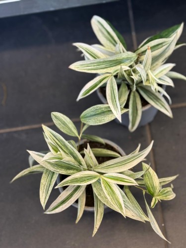 Dracena nakrapiana (3).jpg