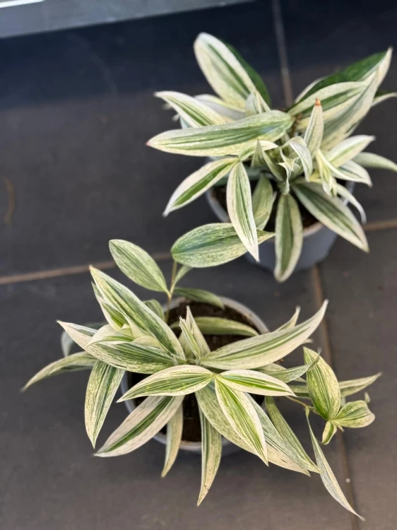 Dracena nakrapiana (3).jpg