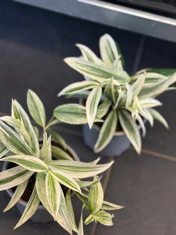 Dracena nakrapiana (1).jpg