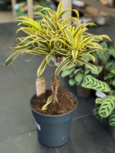 Dracena obrzeżona  (2).jpg