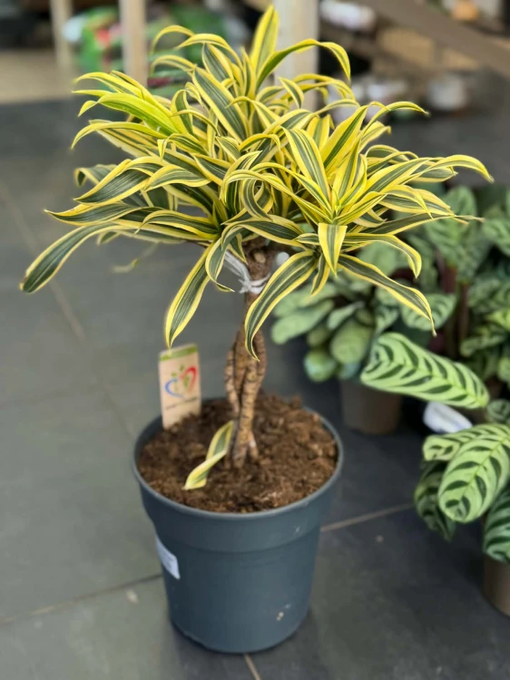 Dracena obrzeżona  (2).jpg