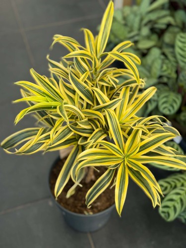 Dracena obrzeżona  (3).jpg