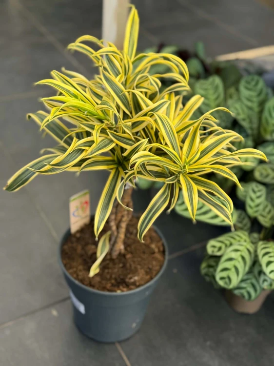 Dracena obrzeżona  (4).jpg