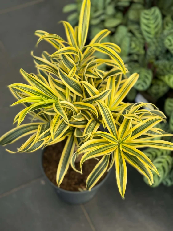 Dracena obrzeżona  (1).jpg