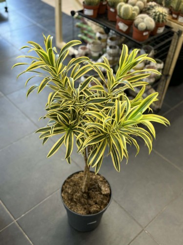 Dracena obrzeżona