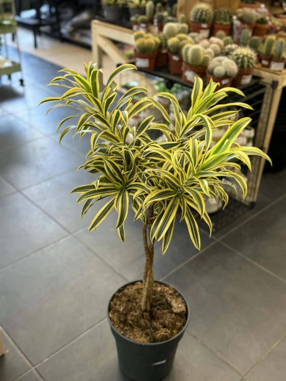 Dracena obrzeżona