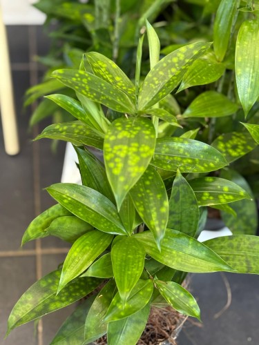 Dracena nakrapiana (5).jpg