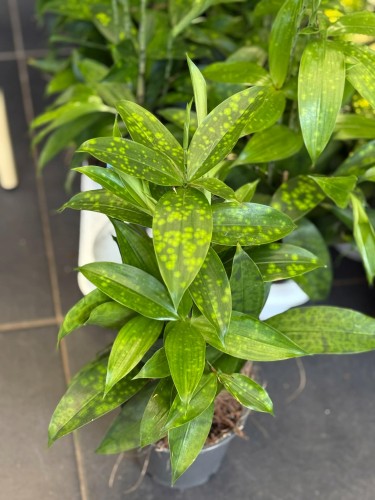 Dracena nakrapiana (6).jpg