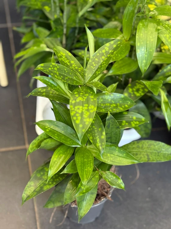 Dracena nakrapiana (6).jpg