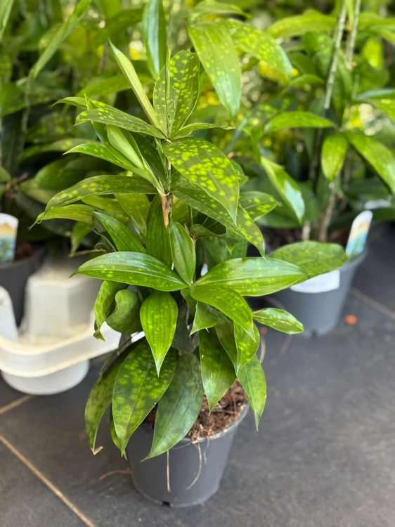 Dracena nakrapiana (7).jpg