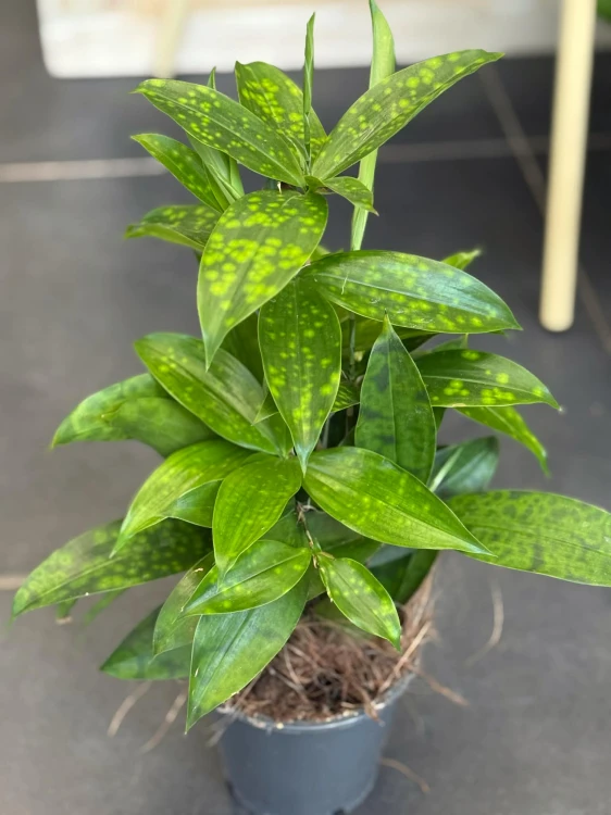 Dracena nakrapiana (4).jpg