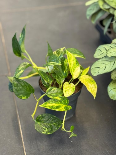 Epipremnum złociste  Epipremnum Churchill Gold  Epipremnum 'Churchill Gold' (2).jpg