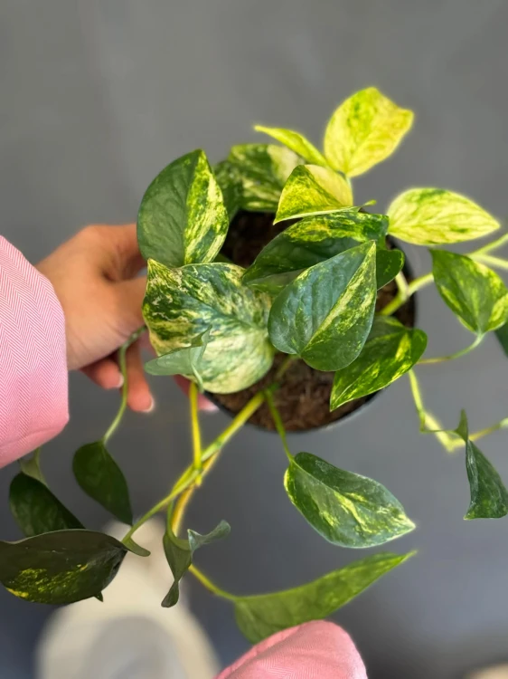 Epipremnum złociste  Epipremnum Churchill Gold  Epipremnum 'Churchill Gold' (3).jpg