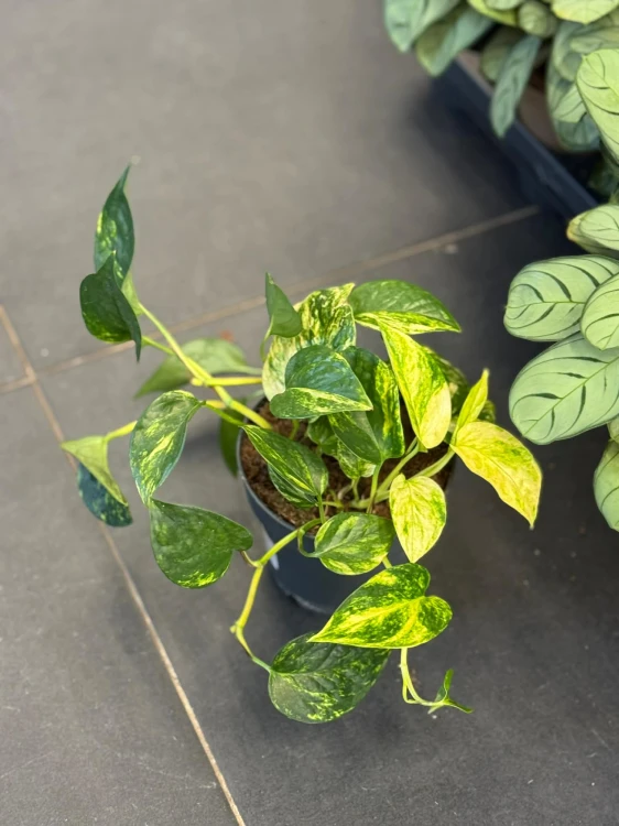 Epipremnum złociste  Epipremnum Churchill Gold  Epipremnum 'Churchill Gold' (4).jpg