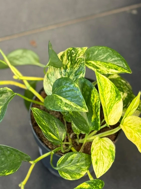 Epipremnum złociste  Epipremnum Churchill Gold  Epipremnum 'Churchill Gold' (1).jpg