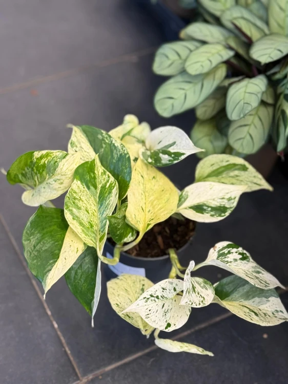 Epipremnum pstre  Epipremnum Snow Leopard  (2).jpg