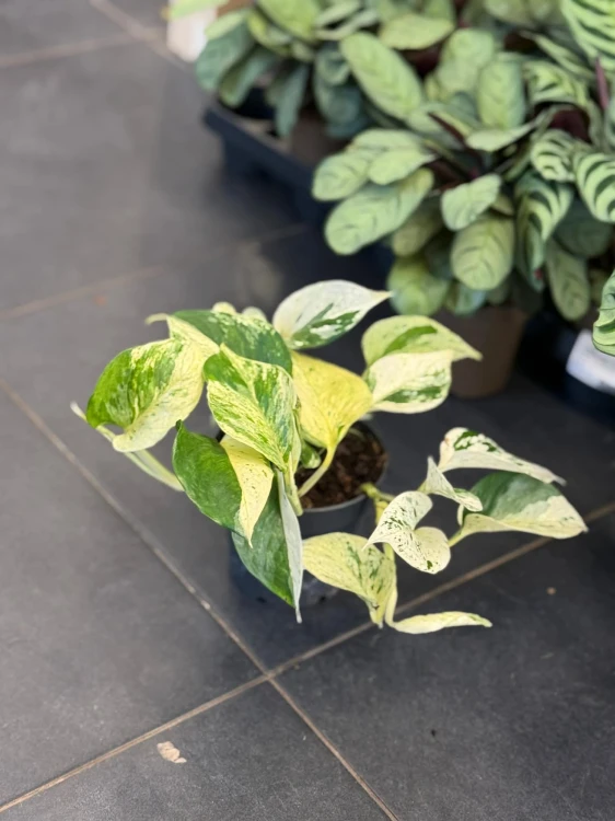 Epipremnum pstre  Epipremnum Snow Leopard  (3).jpg