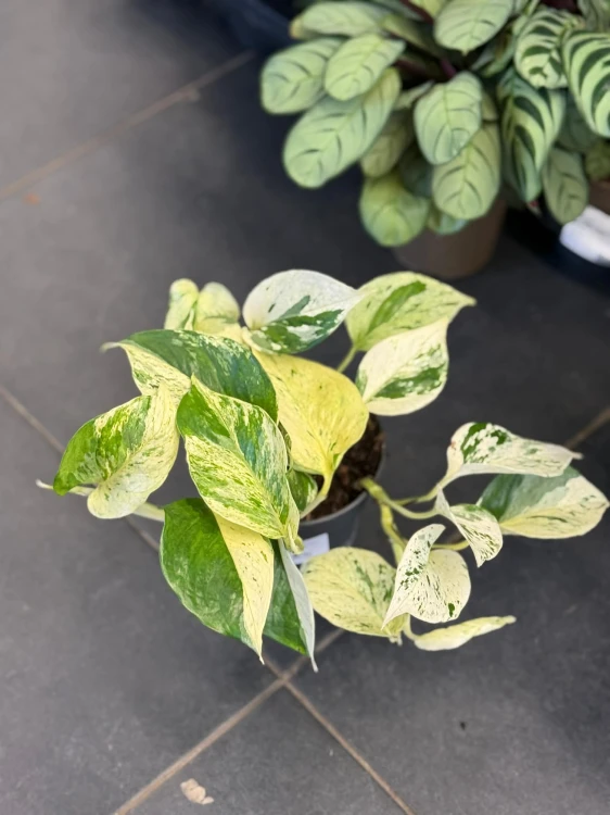 Epipremnum pstre  Epipremnum Snow Leopard  (4).jpg