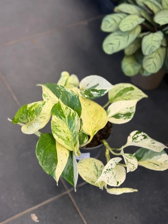 Epipremnum pstre  Epipremnum Snow Leopard  (5).jpg