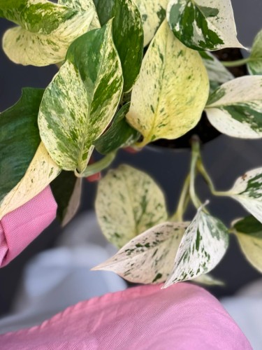 Epipremnum pstre  Epipremnum Snow Leopard  (1).jpg